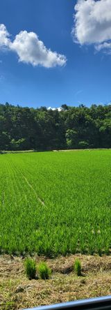 팜모닝 벼·영농일지 게시글 이미지