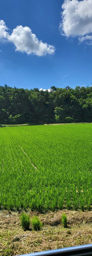 이영식님의 벼 · 영농일지 작성글 사진