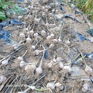 이의도님의 마늘 · 영농일지 작성글 사진