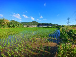 오이8898황산면님의 벼 · 영농일지 작성글 사진