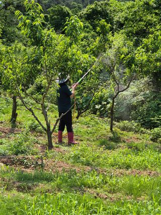 김영진님의 감 · 영농일지 작성글 사진