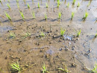 하나일님의 기타작물 · 영농일지 작성글 사진