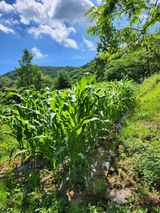 팜모닝 기타작물·영농일지 게시글 이미지