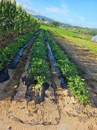 유명숙님의 참깨 · 영농일지 작성글 사진