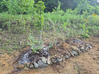 강맥가이버님의 블루베리 · 영농일지 작성글 사진