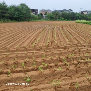 이천산수유님의 기타작물 · 영농일지 작성글 사진