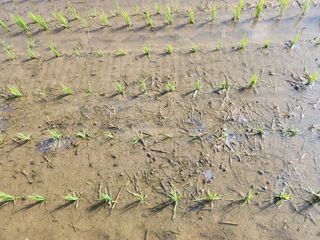 하나일님의 기타작물 · 영농일지 작성글 사진