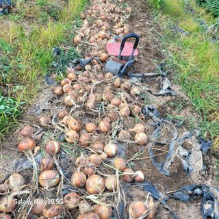 이의도님의 마늘 · 영농일지 작성글 사진