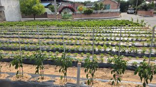 M세대로님의 고추 · 영농일지 작성글 사진