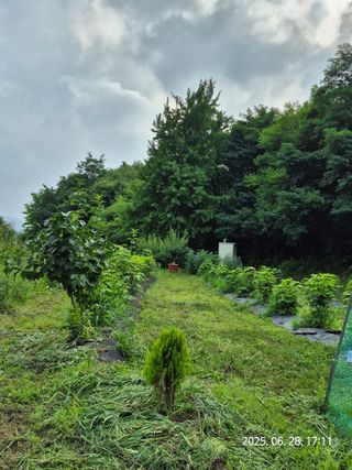 나오리농장님의 토마토 · 영농일지 작성글 사진
