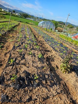 유명숙님의 참깨 · 영농일지 작성글 사진