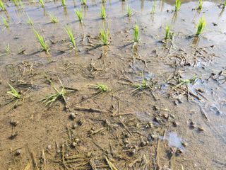 하나일님의 기타작물 · 영농일지 작성글 사진