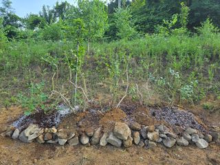 강맥가이버님의 블루베리 · 영농일지 작성글 사진