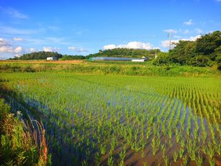 오이8898황산면님의 벼 · 영농일지 작성글 사진