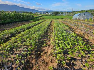 유명숙님의 참깨 · 영농일지 작성글 사진