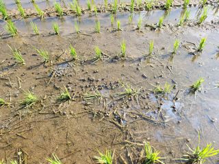 하나일님의 기타작물 · 영농일지 작성글 사진