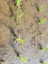 팜모닝 기타작물·영농일지 게시글 이미지