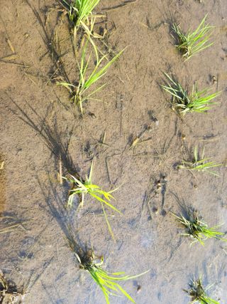 하나일님의 기타작물 · 영농일지 작성글 사진