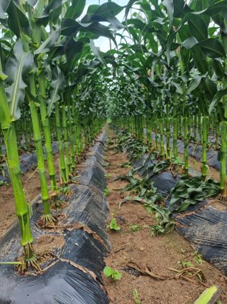 강촌총각님의 들깨 · 영농일지 작성글 사진