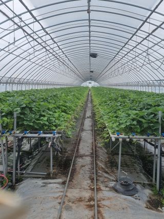 복자 딸기 농장님의 딸기 · 영농일지 작성글 사진