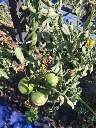 울산연안님의 토마토 · 영농일지 작성글 사진