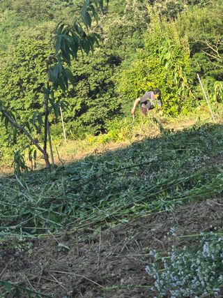 석송호두농원님의 기타작물 · 영농일지 작성글 사진