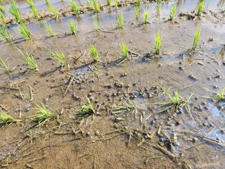 하나일님의 기타작물 · 영농일지 작성글 사진