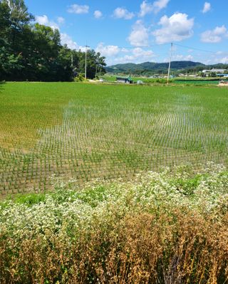 이영식님의 벼 · 영농일지 작성글 사진