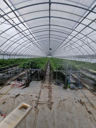 복자 딸기 농장님의 딸기 · 영농일지 작성글 사진