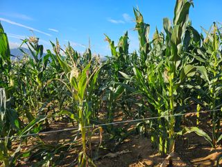 유명숙님의 참깨 · 영농일지 작성글 사진