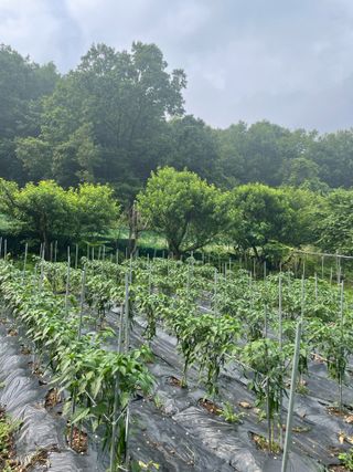 이봉수님의 고추 · 영농일지 작성글 사진