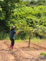 팜모닝 감·영농일지 게시글 이미지