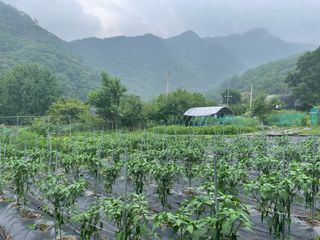 이봉수님의 고추 · 영농일지 작성글 사진