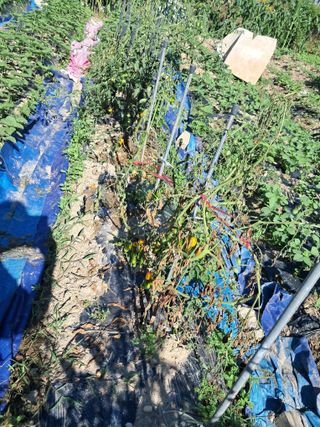 울산연안님의 토마토 · 영농일지 작성글 사진