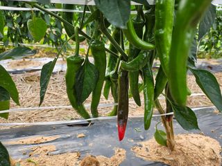 유명숙님의 참깨 · 영농일지 작성글 사진