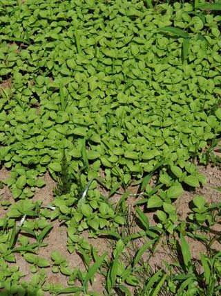 정연섭님의 기타작물 · 영농일지 작성글 사진