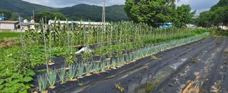 상추22033님의 기타작물 · 영농일지 작성글 사진