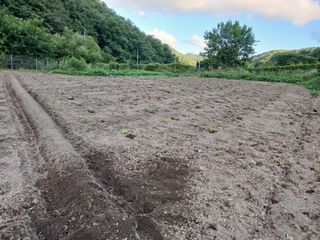 법당골길 우대영님의 기타작물 · 영농일지 작성글 사진