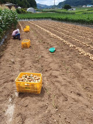 남기탁 님의 감자 · 영농일지 작성글 사진