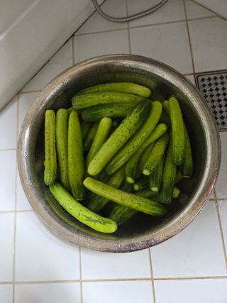 김윤회님의 오이 · 영농일지 작성글 사진