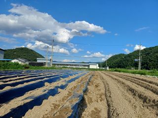 전원수님의 토마토 · 영농일지 작성글 사진