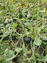 팜모닝 호박·영농일지 게시글 이미지