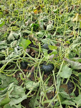 류남열님의 호박 · 영농일지 작성글 사진