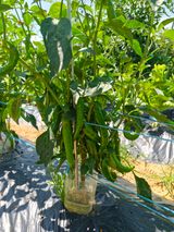 팜모닝 기타작물·영농일지 게시글 이미지