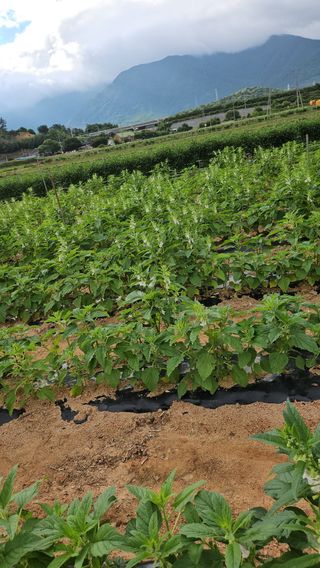 유명숙님의 참깨 · 영농일지 작성글 사진