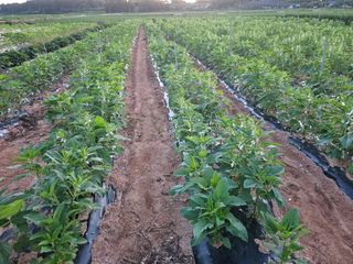 유명숙님의 참깨 · 영농일지 작성글 사진