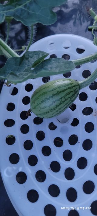 김윤호님의 오이 · 영농일지 작성글 사진