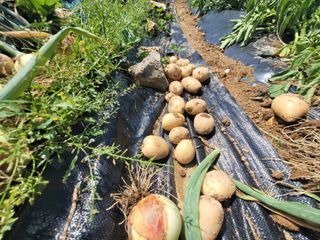 님의 양파 · 영농일지 작성글 사진