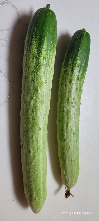 김윤호님의 오이 · 영농일지 작성글 사진