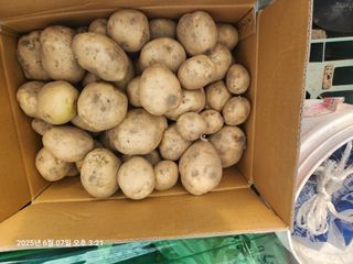 최은오님의 감자 · 영농일지 작성글 사진